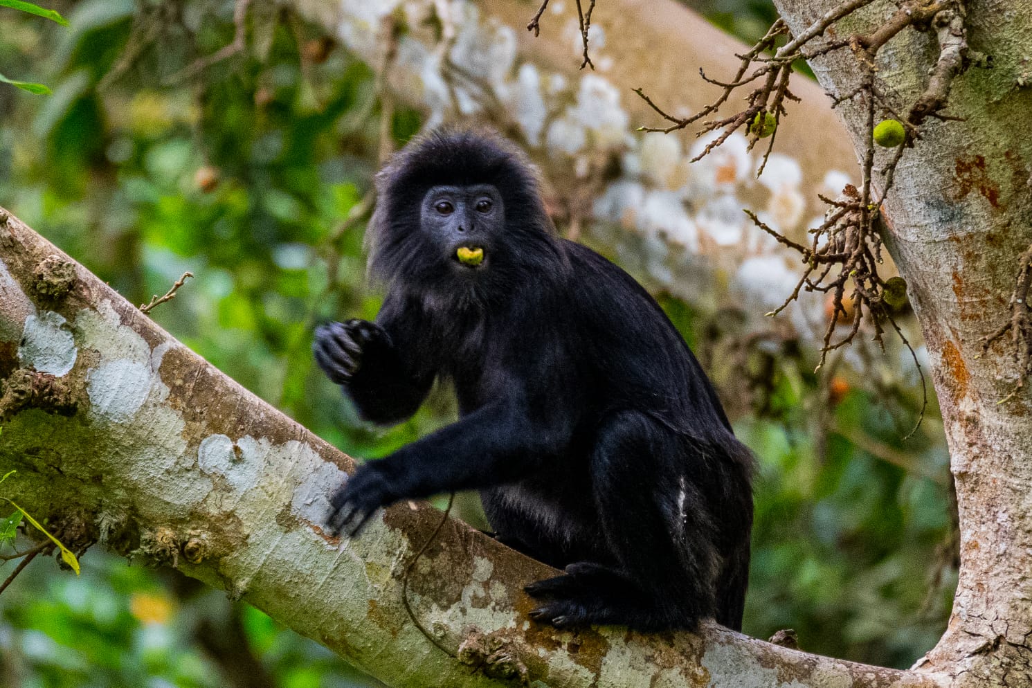 Black langur monkey sitting in a tree in Tetebatu forest