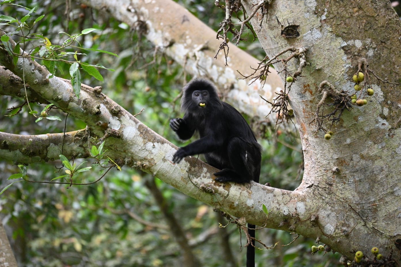Black langur monkey sitting on a branch in the forest