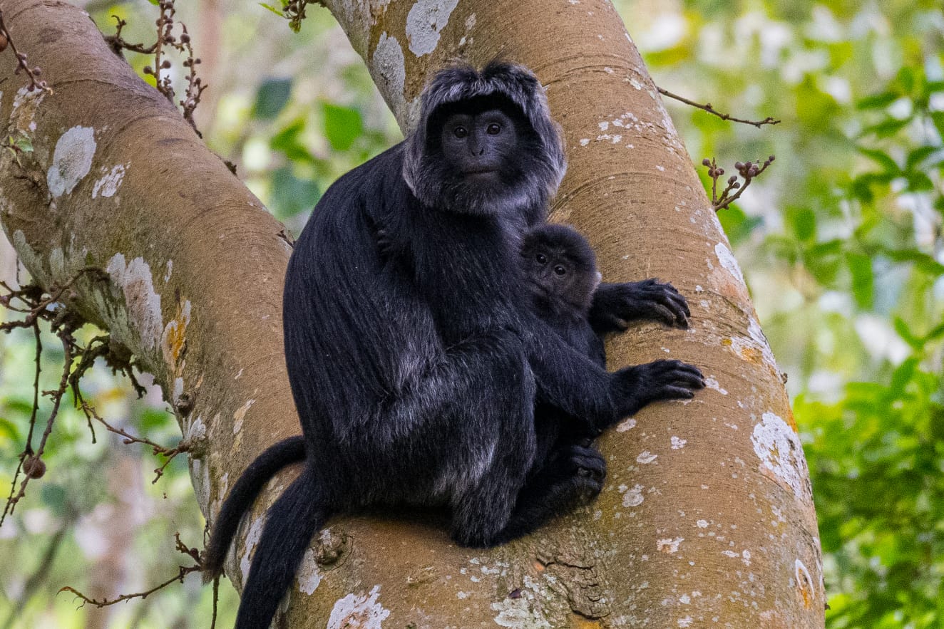 Mother and baby black langur monkeys on a tree trunk
