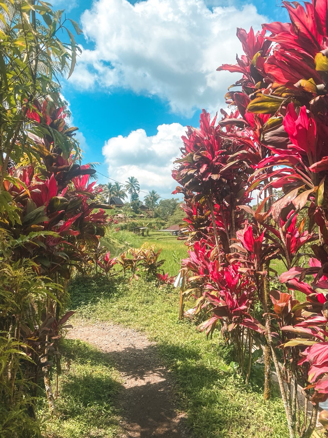 Red croton plants lining a path through the Tetebatu rice fields