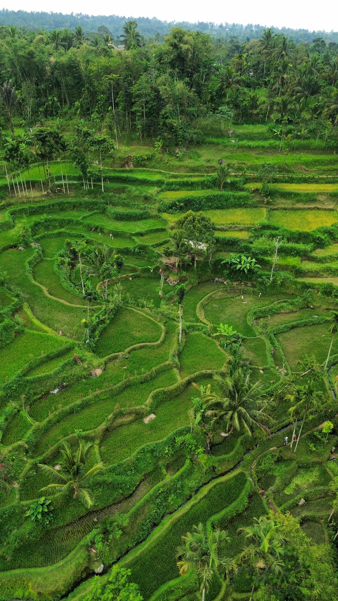 Tetebatu rice terraces from above