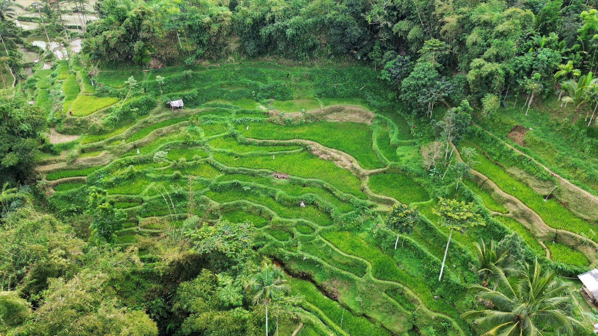 Lush green rice terraces in Tetebatu, Lombok