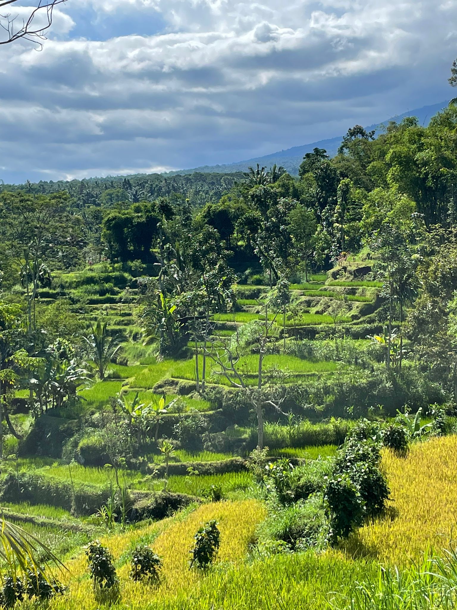 Tetebatu rice terraces with Mount Rinjani in the background