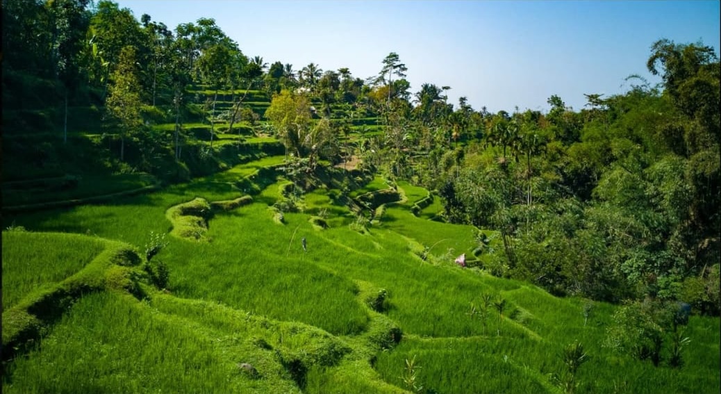 Sweeping aerial view of Tetebatu rice terraces